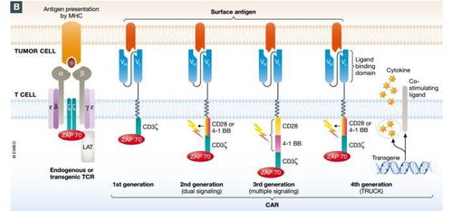 開創新療法的機遇與挑戰 CAR-T細胞療法的臨床發展與工程技術創新